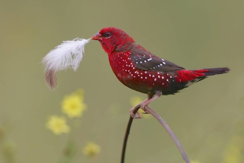 Red Avadavat (Amandava amandava) male, Bangalore, India