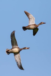 Gadwall (Mareca strepera) flying, Netherlands