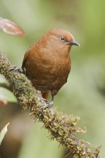Rufous Wren (Cinnycerthia unirufa), Ecuador