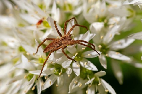 Listspider (Pisaura mirabilis), family of spiders, predatory spider, arachnids, insects, animals,