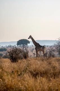 Southern giraffe (Giraffa giraffa giraffa) in the savannah, Kruger National Park, South Africa