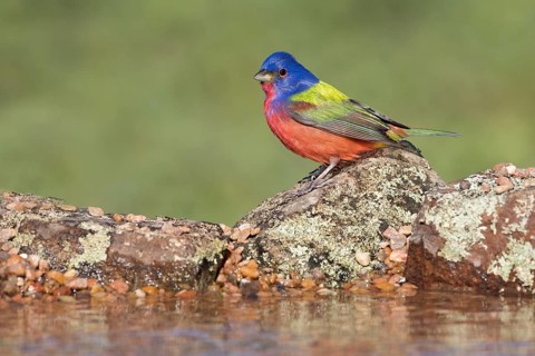 Painted Bunting (Passerina ciris) male at a waterhole, Texas, USA