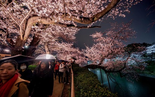 People walking under blooming illuminated cherry trees at night, Japanese cherry blossoms in