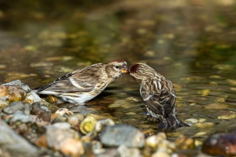 Common Redpoll (Acanthis flammea) male feeding female at stream, Mecklenburg-Western, Pomerania,