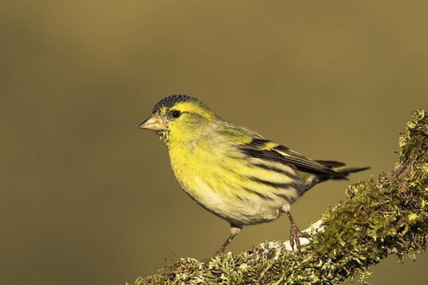 Eurasian Siskin (Spinus spinus) male, Castile-La Mancha, Spain