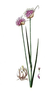 Allium sativ, garlic, digital reproduction of a historical original, between 1790 and 1810