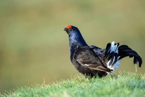 Courting black grouse, in a meadow, (Tetrao tetrix), female, animals, birds, chicken birds,