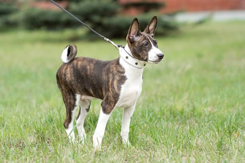 Adorable basenji puppy go on an exciting walk with his owner through a lush green field. Explore