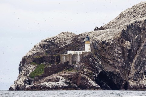 Northern Gannet (Morus bassanus), Bass Rock, Scotland, United Kingdom