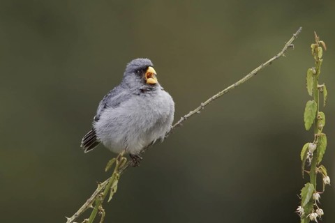 Band-tailed Seedeater (Catamenia analis), Ecuador