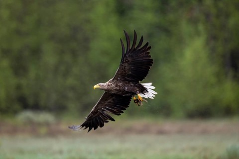 White-tailed eagle (Haliaeetus albicilla), Kuusamo, Finland