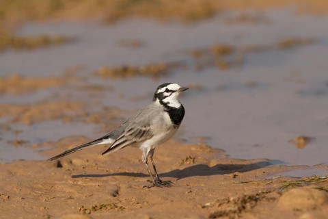 White Wagtail (Motacilla alba subpersonata), Morocco