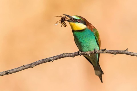 European Bee-eater (Merops apiaster) with a hornet (Vespa crabro) in its beak,