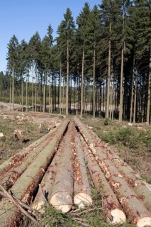 Forestry, Meinerzhagen, North Rhine-Westphalia, Germany, Europe, Waldwirtschaft, Meinerzhagen,
