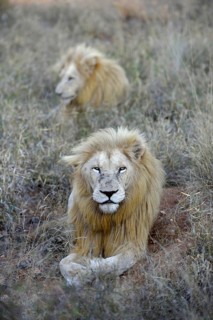 White Lions (Panthera leo), male animals, Tsau! nature reserve of the Global White Lion Protection