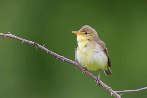Orpheus warbler, (Hippolais polyglotta), Hypolaïs polyglotte, animals, birds, songbirds, reed