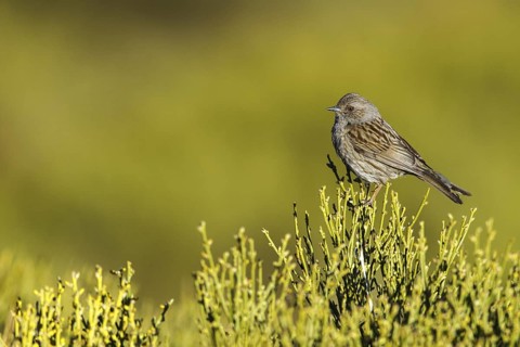 Dunnock (Prunella modularis), Madrid, Spain