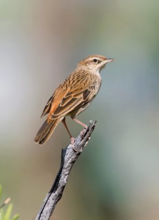 Rufous Songlark (Megalurus mathewsi) perched on a branch, Queensland, Australia