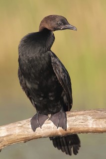 Pygmy Cormorant (Microcarbo pygmeus), Hungary