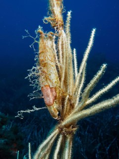 Underwater image of egg capsule of large spotted catshark (Scyliorhinus stellaris), attached to