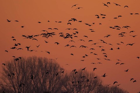 Greater White-fronted Goose (Anser albifrons) flock flying, North Rhine-Westphalia, Germany