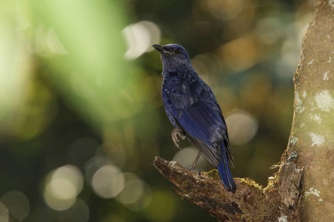 Blue Whistling Thrush (Myophonus caeruleus), Doi Lang, Thailand