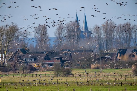 Bislicher Insel, nature reserve on the Rhine, Altrheinarm, near Xanten, Lower Rhine, Wesel