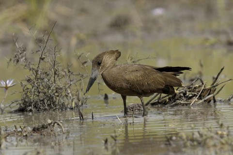 Hamerkop (Scopus umbretta), Gambia