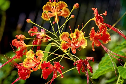 Brilliant red and yellow flowers with filigree shapes against a blurred background in a tropical