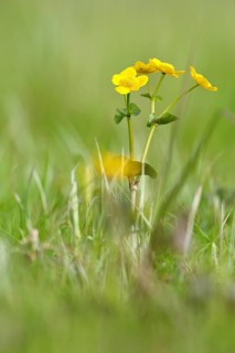 Marsh marigold (Caltha palustris), flowers of wetland biotopes, yellow flower, Flusslandschaft