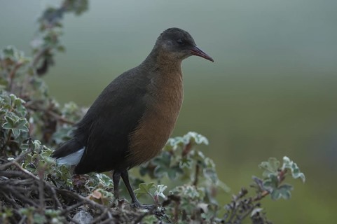 Rouget's Rail (Rougetius rougetii), Ethiopia