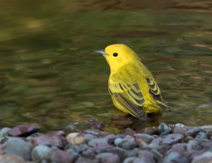 A male Yellow Warbler, Setophaga petechia, bathing in a backyard pond in Saskatoon, Saskatchewan