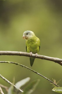 Grey-cheeked Parakeet (Brotogeris pyrrhoptera), Ecuador