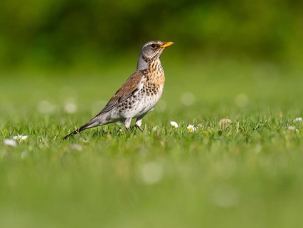 Fieldfare, (Turdus pilaris), adult bird, in summer, feeding on a meadow, Hesse, Germany