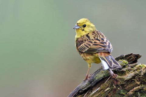 Yellowhammer (Emberiza citrinella), Netherlands