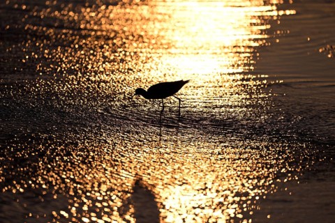 Avocet (Recurvirostra avosetta) in blue water against the light, Texel, North Holland, Netherlands