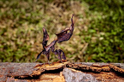 Dark brown grasshopper on tree bark looks like a leaf, ghost mantis (Phyllocrania paradoxa)