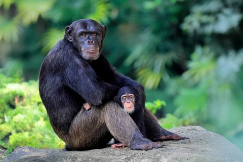 Chimpanzee (Pan troglodytes), adult, female, mother, baby, young animal, social behaviour
