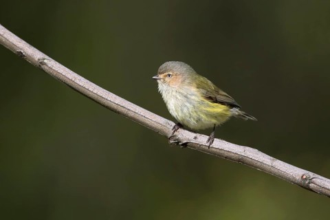 Weebill (Smicrornis brevirostris), Victoria, Australia