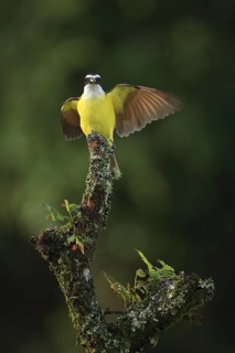 Great Kiskadee on a cloud forest branch