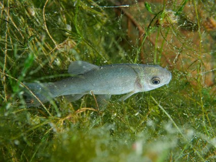 A single fish, tench (Tinca tinca) juvenile, swimming amidst algae. Dive site Wildsau, Berlingen,