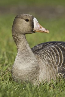 Greater White-fronted Goose (Anser albifrons), British Columbia, Canada