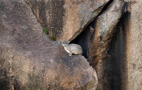 Rock hyrax (Procavia capensis) sitting on a rock, Kopje, Serengeti National Park, Tanzania