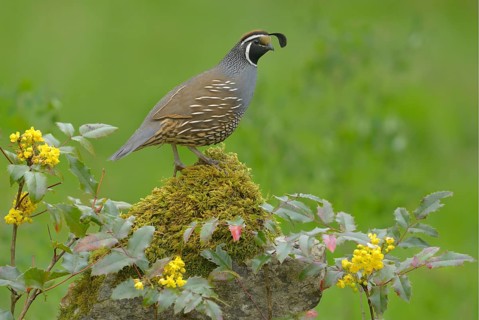 California Quail (Callipepla californica) male, British Columbia, Canada