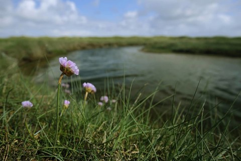 Sea campion (Armeria maritima) on the shore of a pond, landscape, Nationaal Park Duinen, Texel,