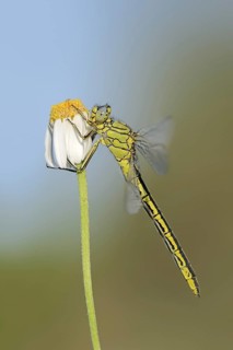 Western clubtail (Gomphus pulchellus), female, Provence, southern France