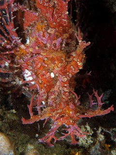 Tentacled scorpionfish (Rhinopias frondosa)