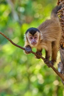 A young capuchin monkey holds itself attentively on a branch in the jungle, capuchin monkey
