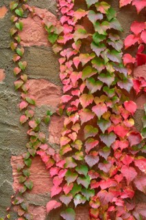 Wild Vine climbing plant on a wall with autumnal colours, leaves in green, red and pink, Spessart,