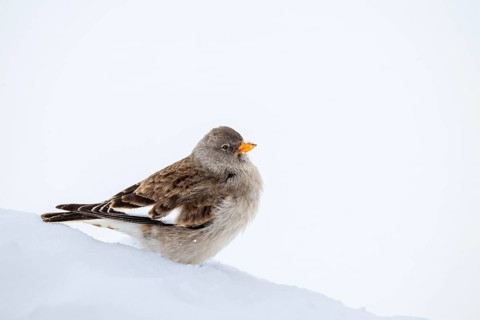 Snowfinch (Montifringilla nivalis) in winter, Hafelekar, Karwendel mountains, Tyrol, Austria